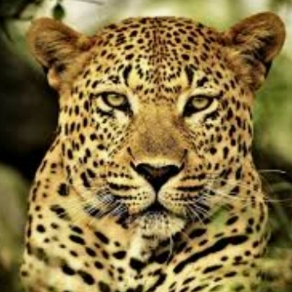 ALDO Cheetah Print Ring - Picture 2 of 5